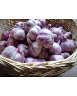 purple garlic