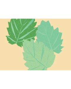 thenatureofthings–patchouliessentialoil-12ml