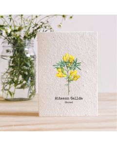 Plantable Seed Card - Gorse (Aiteann Gallda)