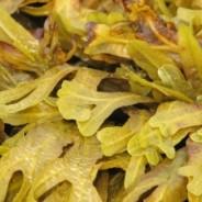 Seaweed - healing nourishing superfoods