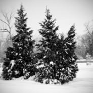 Heathy Winter: Natural solutions for Joint Pain By Hannah Dare