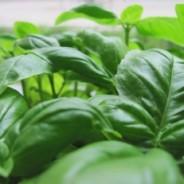 Fresh Basil Mayonaise