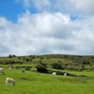 Alternative Ireland: a few interesting spots...