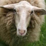 High Stability Silver found helpful for Sheep with footrot