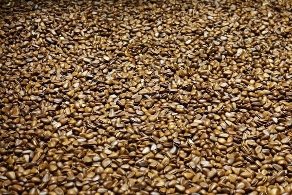 Flax seeds: A tiny seed with incredible health benefits