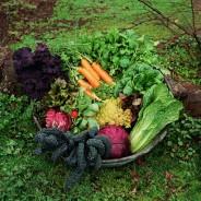 Get Growing! Gardening Classes Bantry Co Cork