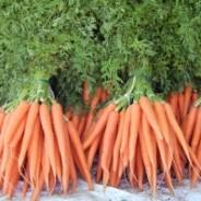 Carrot and Orange Soup