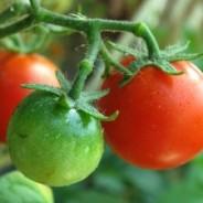 Quinoa Baked Tomatoes