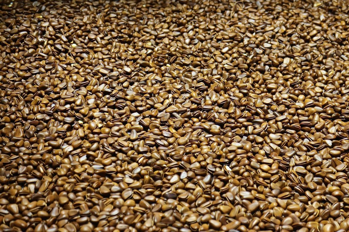 Flax seeds: A tiny seed with incredible health benefits