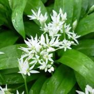 Spring Greens Pesto Recipes by Rachel Dare