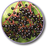 Natural Cold and Flu Remedies by Organico Bantry