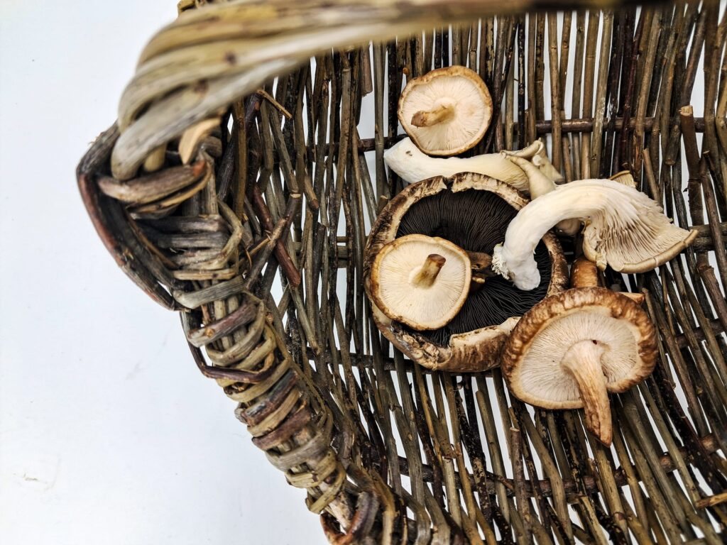 A handful of fresh mushrooms in a basket.