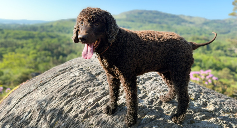 Hannah's dog Milo